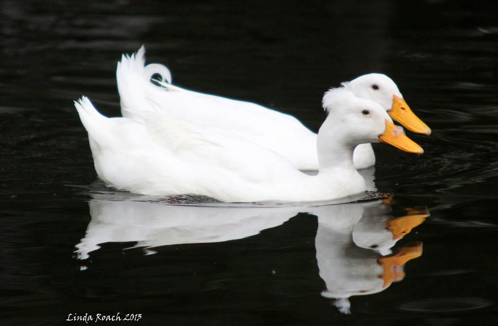 Double Duck and Double Reflections by grannysue