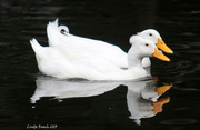 15th Jun 2013 - Double Duck and Double Reflections