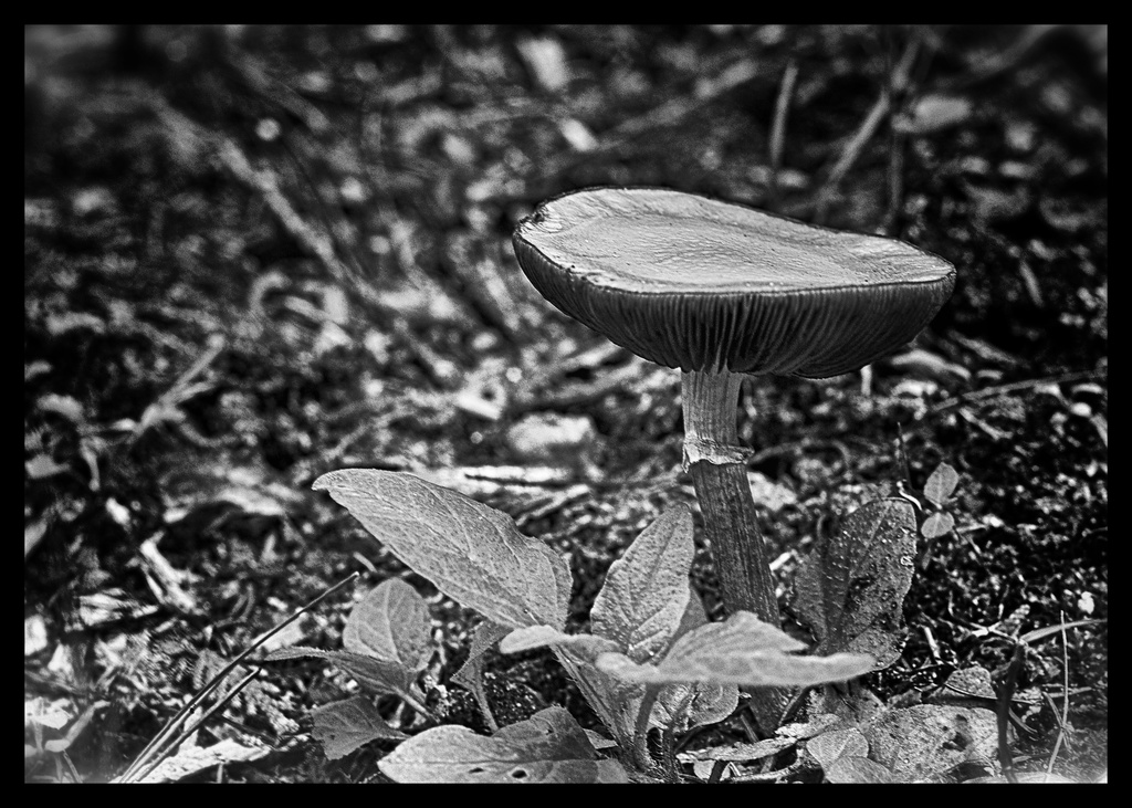 Mysterious Mushroom by taffy