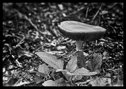 15th Jun 2013 - Mysterious Mushroom