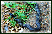 14th Jun 2013 - More of the snake