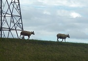 20th Aug 2010 - Sheep Power