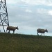Sheep Power by helenmoss