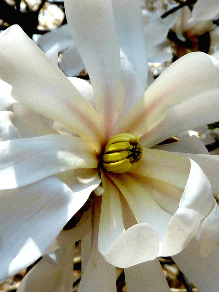 Dappled Magnolia by denisedaly