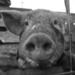 Hey Pig by wenbow