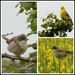 Wood Lane birds by rosiekind