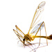 High key insect by nicoleterheide