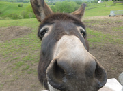 15th Jun 2013 - #170 Donkey