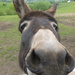 #170 Donkey by denidouble