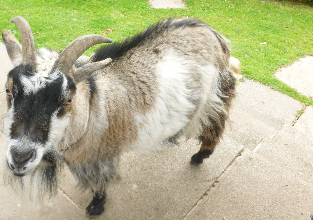 Goat by denidouble