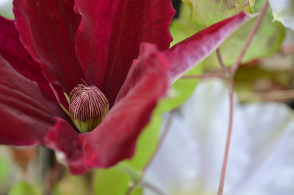 red clematis by ziggy77