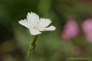 16th Jun 2013 - Small White Flower