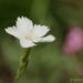 Small White Flower by leonbuys83