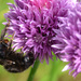 Bee by richardcreese