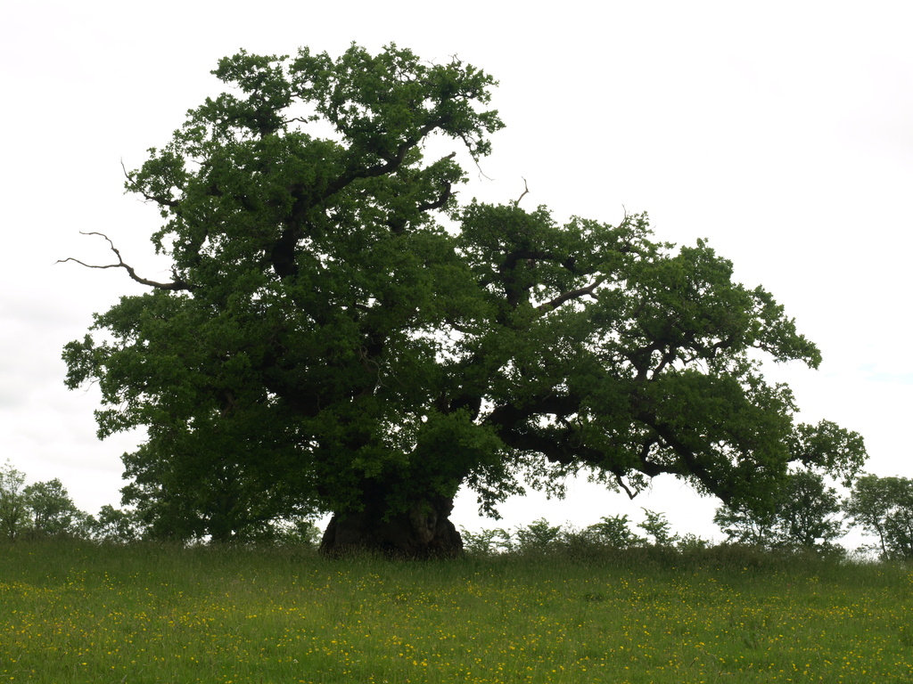 Ancient Pedunculate Oak Tree - 16-6 by barrowlane