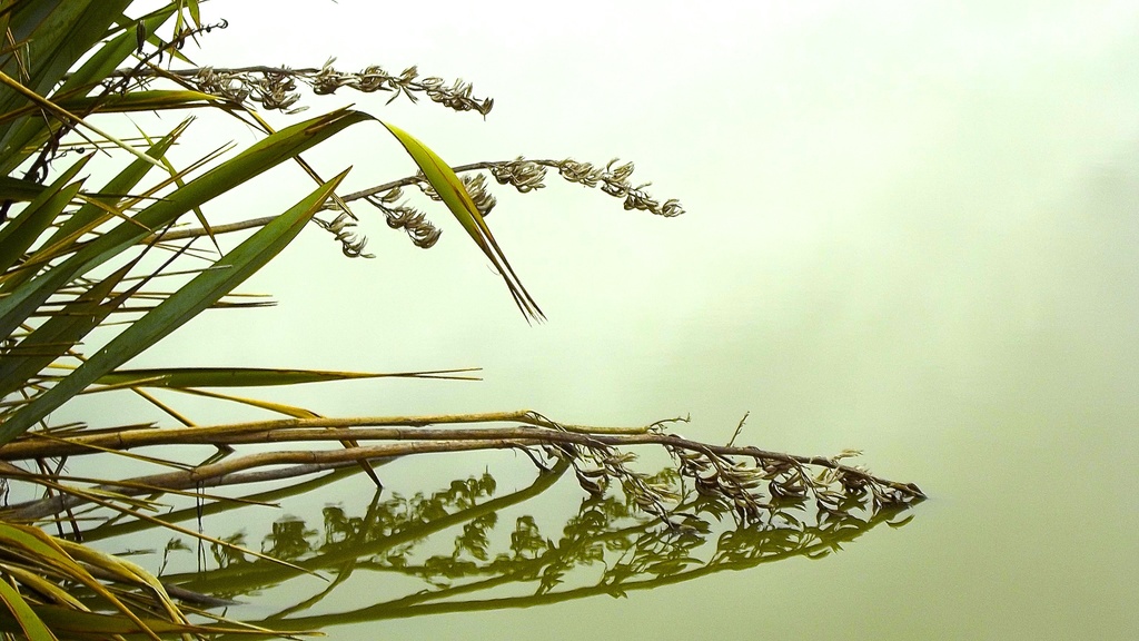 NZ Flax by maggiemae