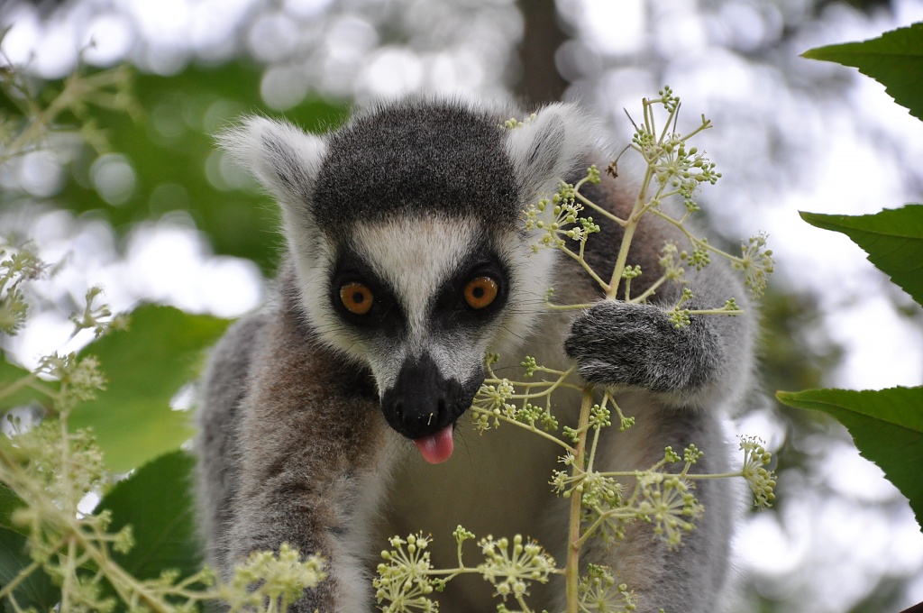 Katta - Ring tailed lemur by overalvandaan