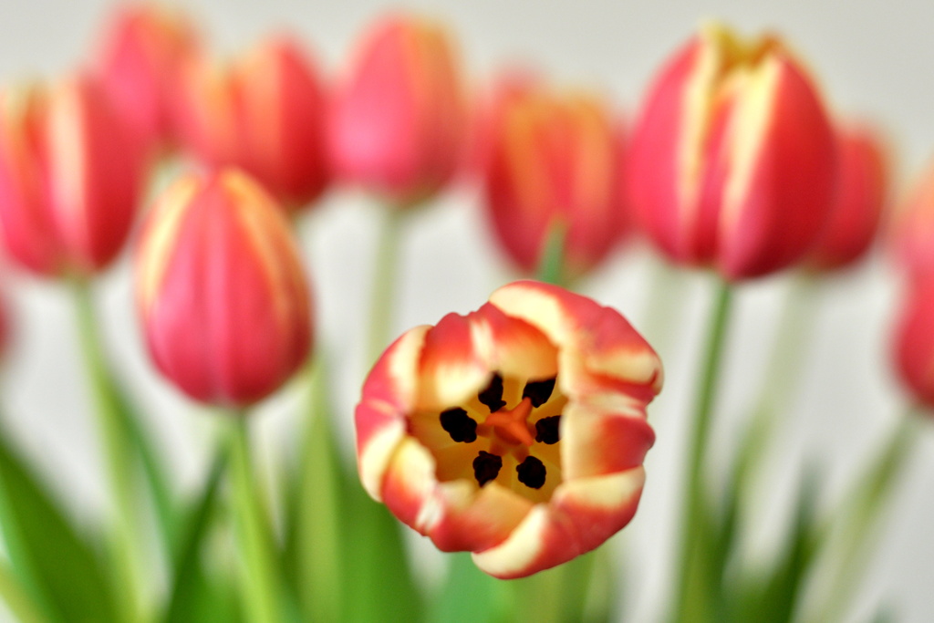 Tulips by andycoleborn