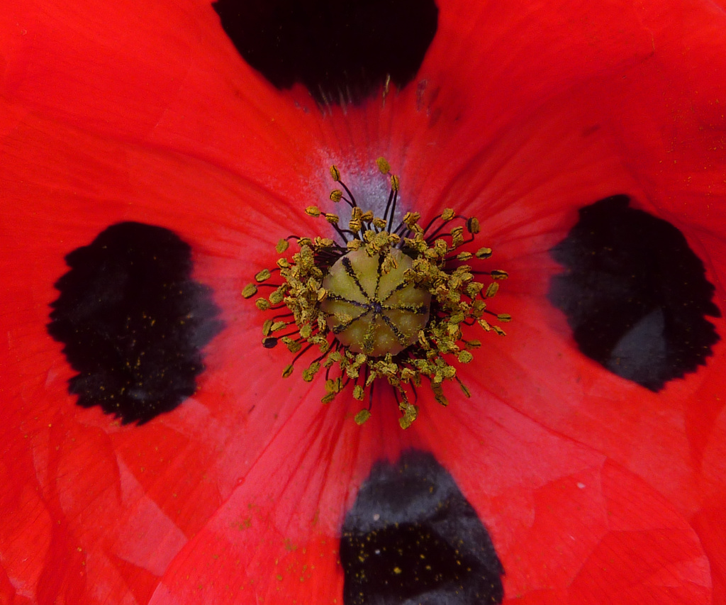 Ladybird Poppy by phil_howcroft