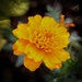 Mellow Yellow by digitalrn