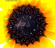 16th Jun 2013 - Sunflower Sweating in the HOT Texas Sun 