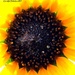 Sunflower Sweating in the HOT Texas Sun  by grannysue