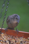 10th Jun 2013 - Wet feathers