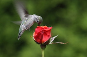 16th Jun 2013 - Baby hummingbird
