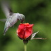 Baby hummingbird by kimmer50