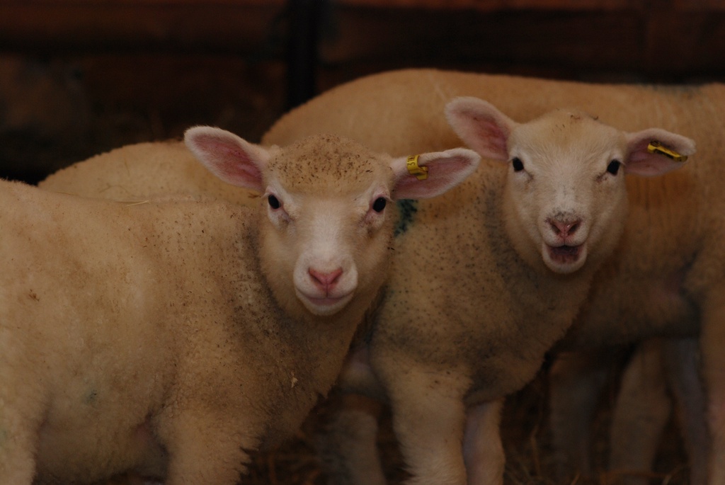 Laughing Lambs by farmreporter