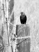 1st Jun 2013 - Bird on a Fence