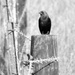 Bird on a Fence by juletee