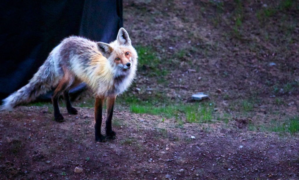 Curious Little Fox by exposure4u