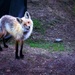 Curious Little Fox by exposure4u