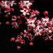 Elderberry Flower by tonygig