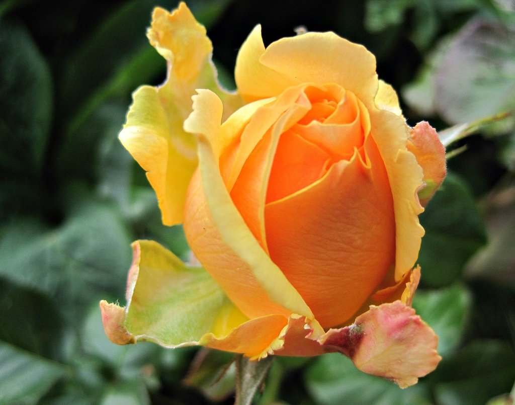 golden yellow rosebud by quietpurplehaze