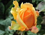 17th Jun 2013 - golden yellow rosebud