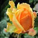 golden yellow rosebud by quietpurplehaze