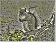 17th Jun 2013 - Grey Squirrel