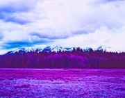 17th Jun 2013 - Aspens and larches