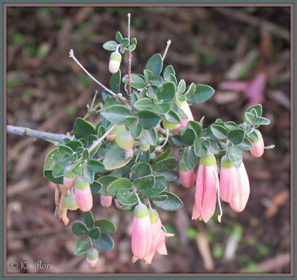 Correa 'Dusky Bells' by kiwiflora