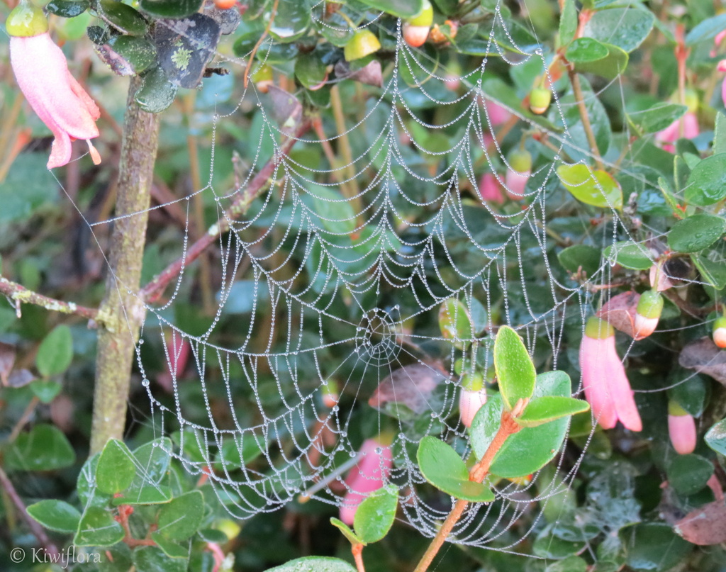 Spider's web (no spider) by kiwiflora