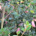 Spider's web (no spider) by kiwiflora