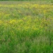 A field of buttercups by mattjcuk
