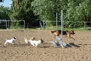 15th Jun 2013 - Dogs having fun at the horse-club 
