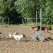 Dogs having fun at the horse-club  by parisouailleurs