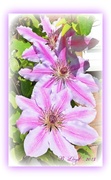 18th Jun 2013 - Bloomin' Nellie !!-- or -my blooming Nellie Moser Clematis !