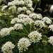 Cow Parsley along the river bank - 17-6 by barrowlane