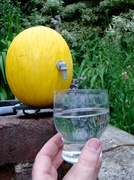 17th Jun 2013 - Jun 17: Water Melon