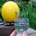Jun 17: Water Melon by bulldog